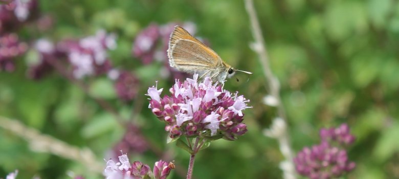 Ameisenbläuling auf einer Blumenwiese